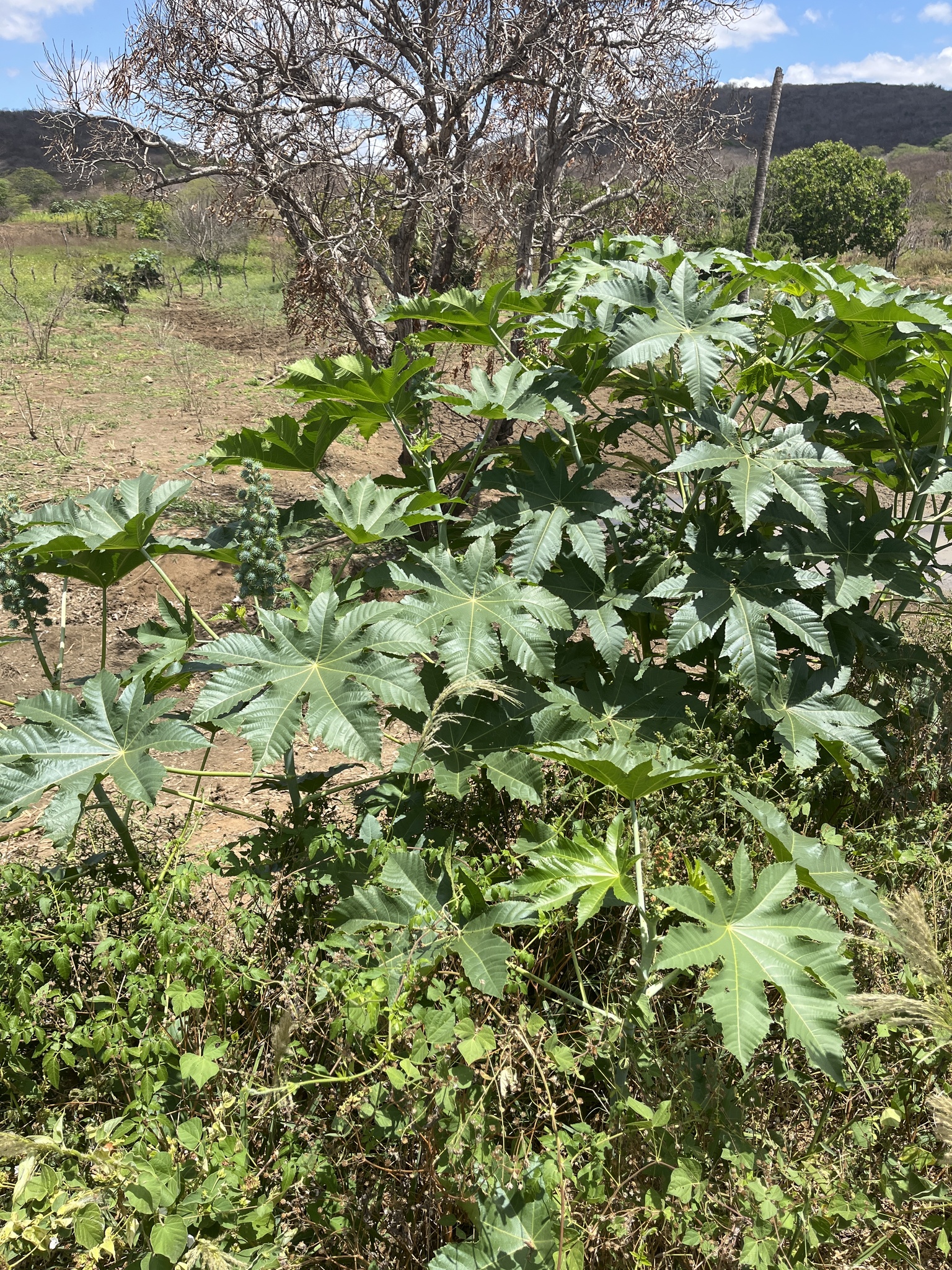 Ricinus communis