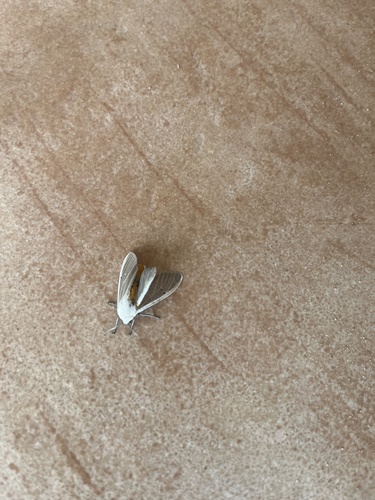 Clouded Tiger Moth