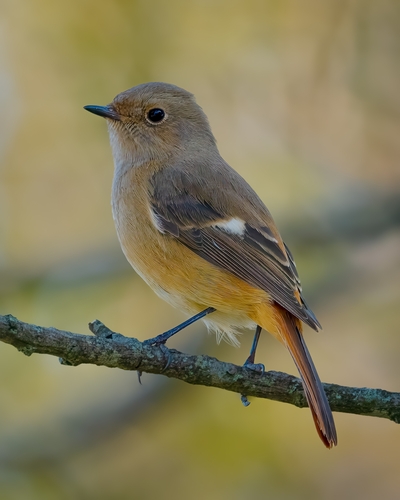 Daurian Redstart