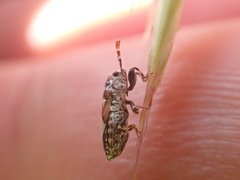 Phlegyas abbreviatus