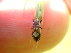 Phlegyas abbreviatus