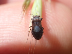 Phlegyas abbreviatus