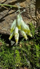 Lachenalia vanzyliae