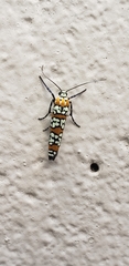 Atteva aurea