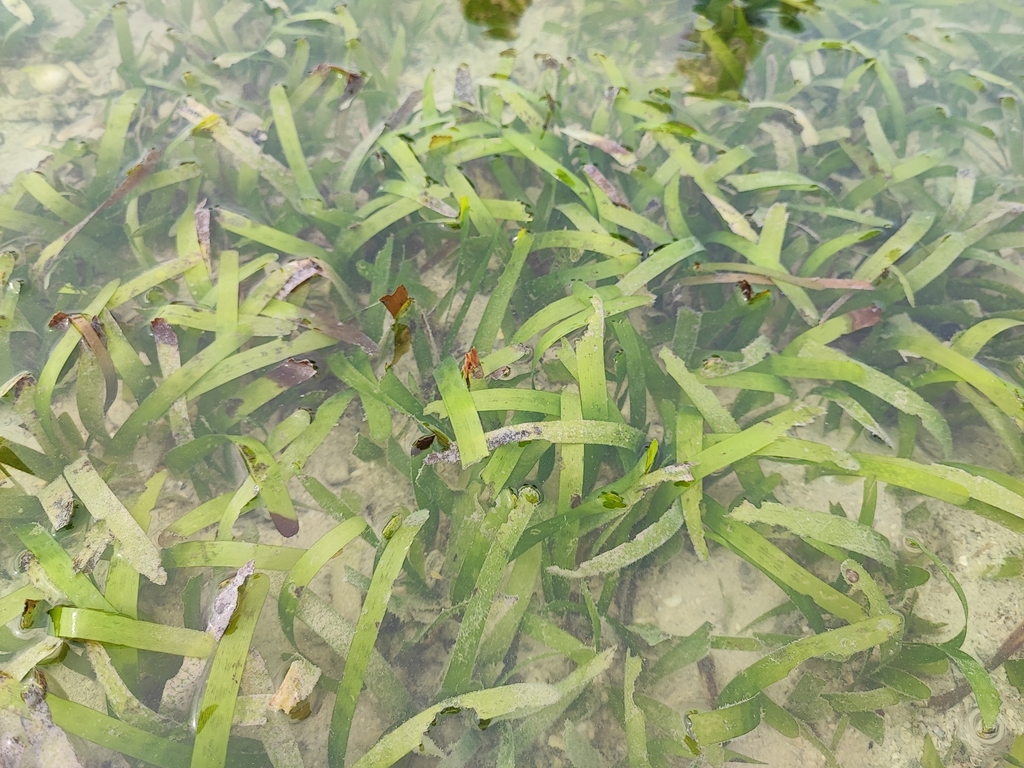 Oceana serrulata