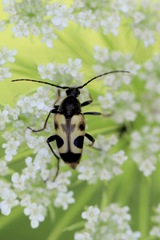Judolia cordifera