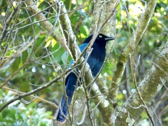 Cyanocorax melanocyaneus