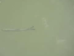 Hemiculter leucisculus