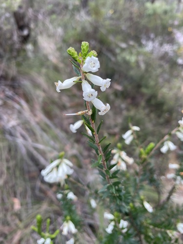 Image of Epacris obtusifolia by (c) Adam Kamal, some rights reserved (CC BY)