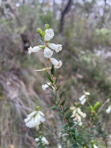 Image of Epacris obtusifolia by (c) Adam Kamal, some rights reserved (CC BY)