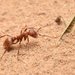 European Amazon Ant - Photo no rights reserved, uploaded by Philipp Hoenle