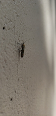 Atteva aurea