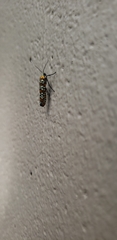 Atteva aurea