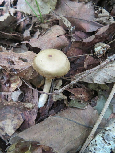 Entoloma rhodopolium