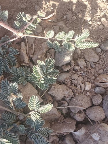 Image of Hoffmannseggia glauca by (c) Bob Miller, some rights reserved (CC BY)