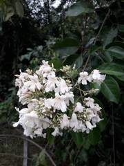 Fridericia florida