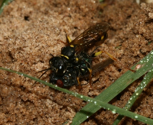 Field digger wasp photo 5