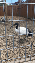 Threskiornis