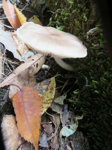Pluteus cervinus