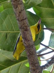 Oriolus auratus
