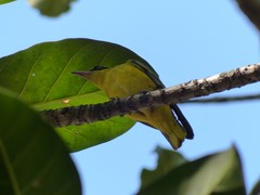 Oriolus auratus