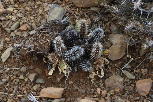 Image of Acanthopsis hoffmannseggiana by (c) Tony Rebelo, some rights reserved (CC BY-SA)