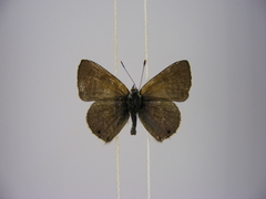 Anthene princeps