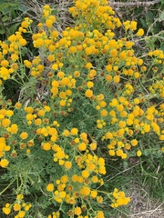 Tanacetum vulgare