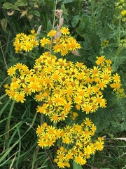 Tanacetum vulgare