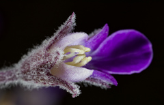 Teucrium parviflorum
