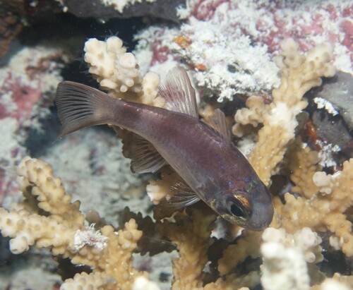Dusky cardinal (Nectamia fusca) — Apogonidae — 4