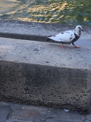 Columba livia domestica