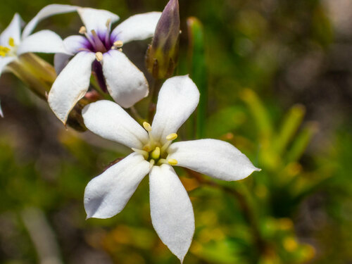 Billardiera lehmanniana