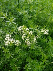 Galium mollugo