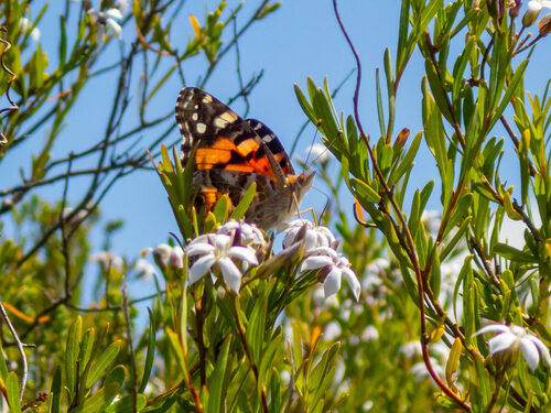 Australian Painted Lady