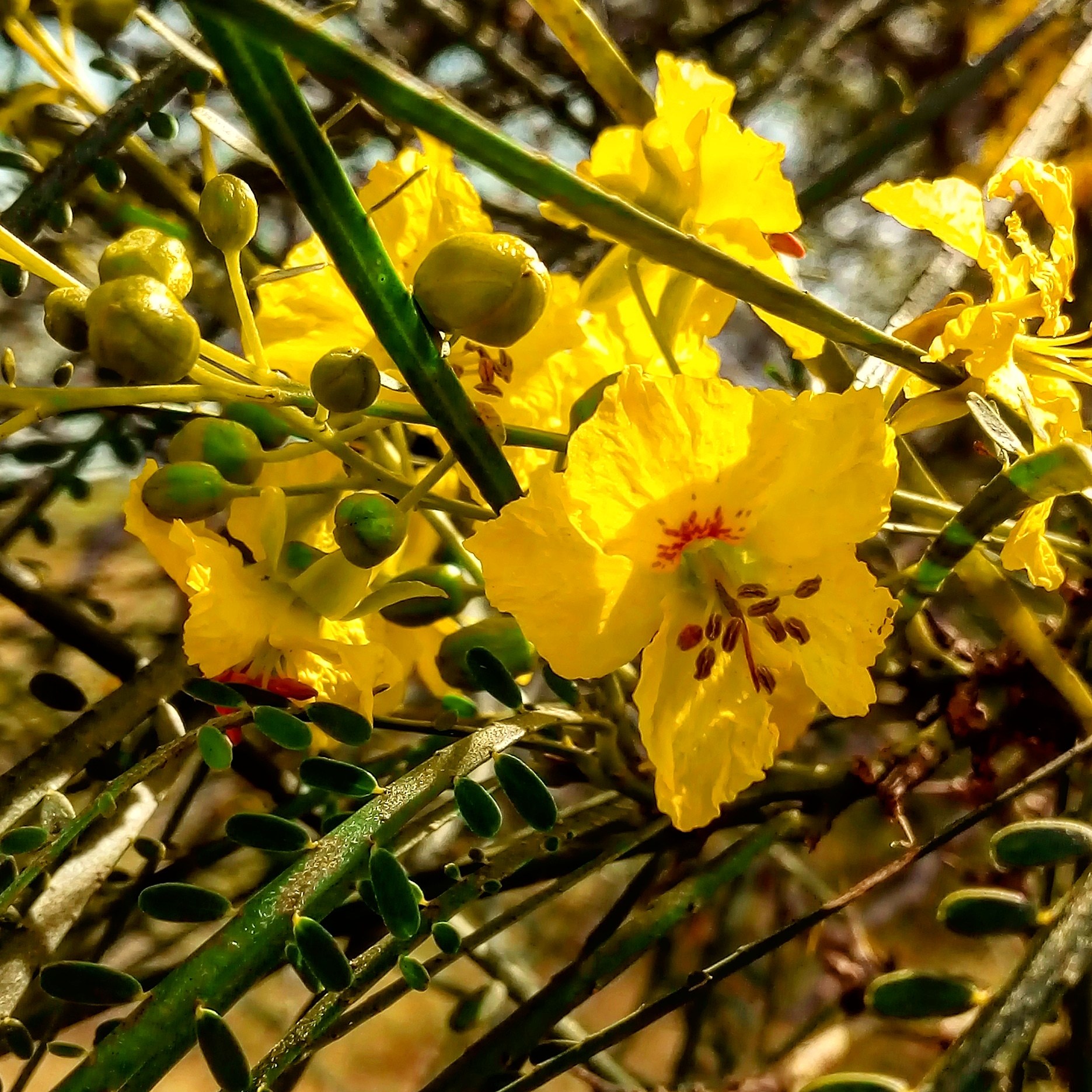 Parkinsonia aculeata