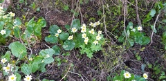 Trollius laxus