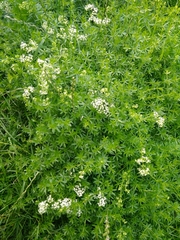 Galium mollugo