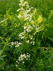Galium mollugo