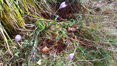 Crocus ligusticus