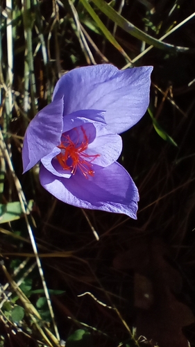 Image of Crocus ligusticus by (c) Filippo Ceragioli, some rights reserved (CC BY-SA)