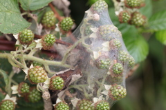 Pisaura mirabilis