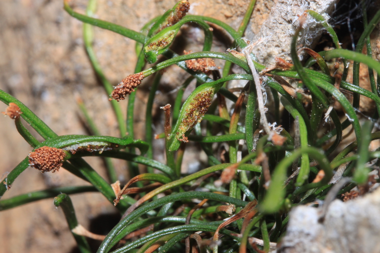 Asplenium celtibericum Rivas Mart.