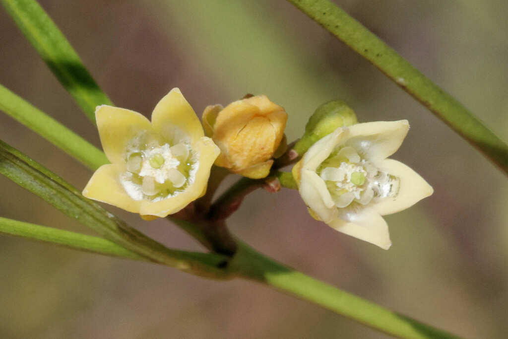 Secamone sparsiflora