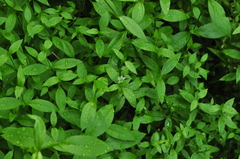 Stellaria borealis borealis