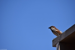 Passer domesticus
