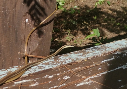 Southern Burmese Bronzeback