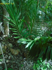 Zamia prasina