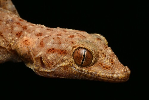 Southern Jordan Fan-toed Gecko, Ptyodactylus ananjevae
