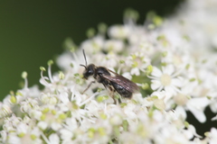 Andrena proxima